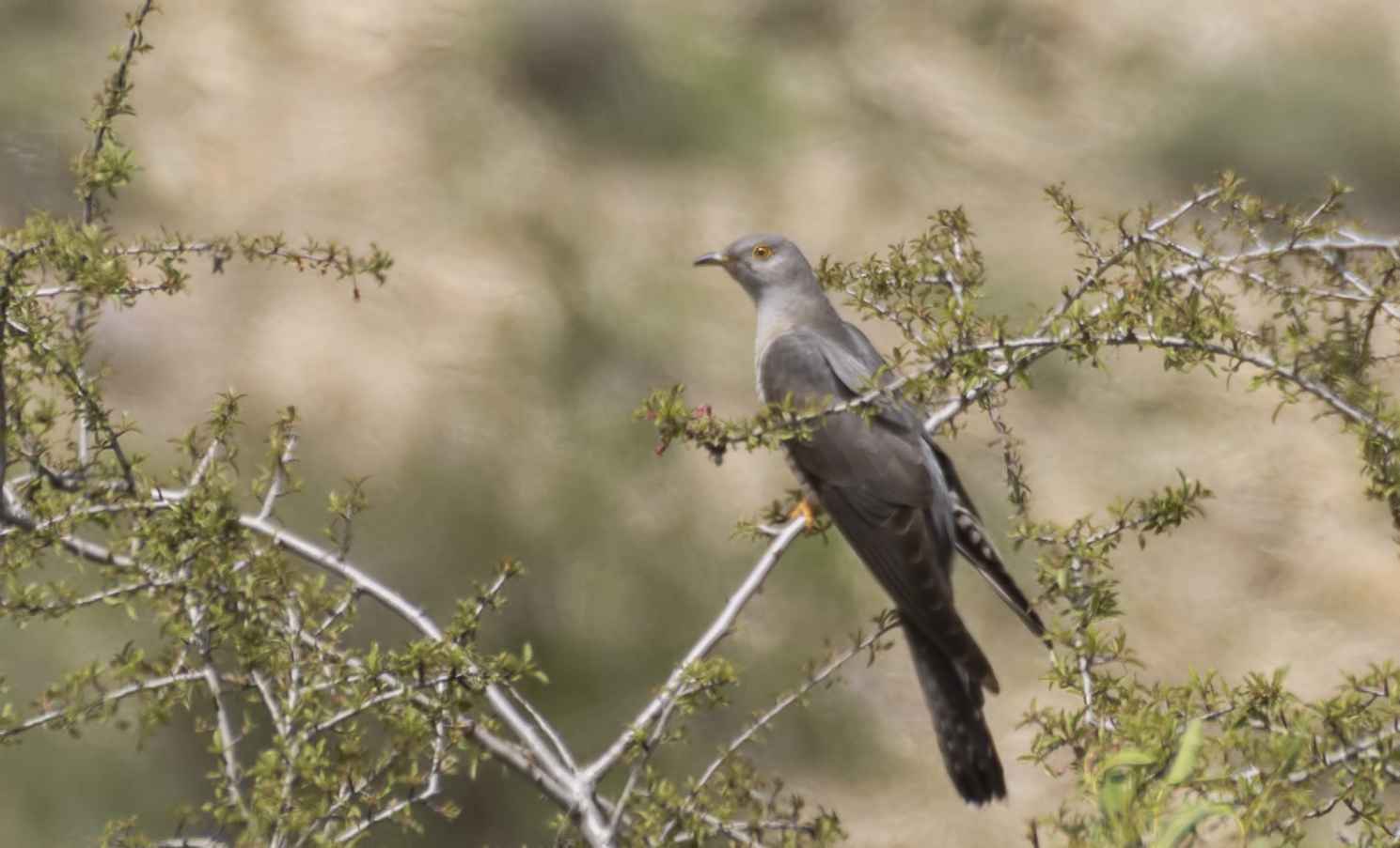 Common Cuckoo